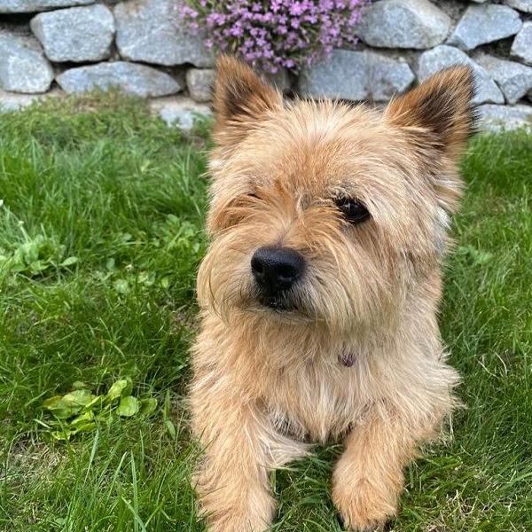 Buddy
