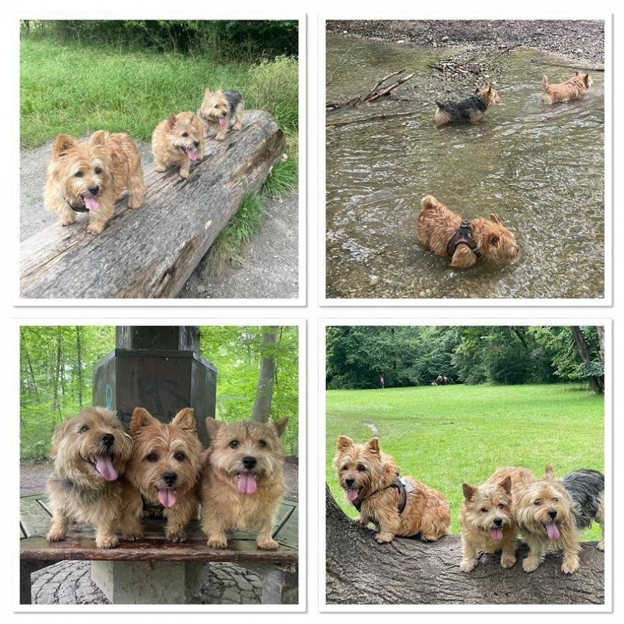Spaziergang im Englischen Garten