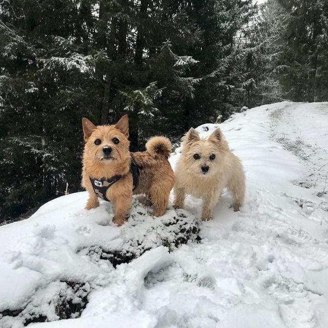 Hurra, der erste Schnee