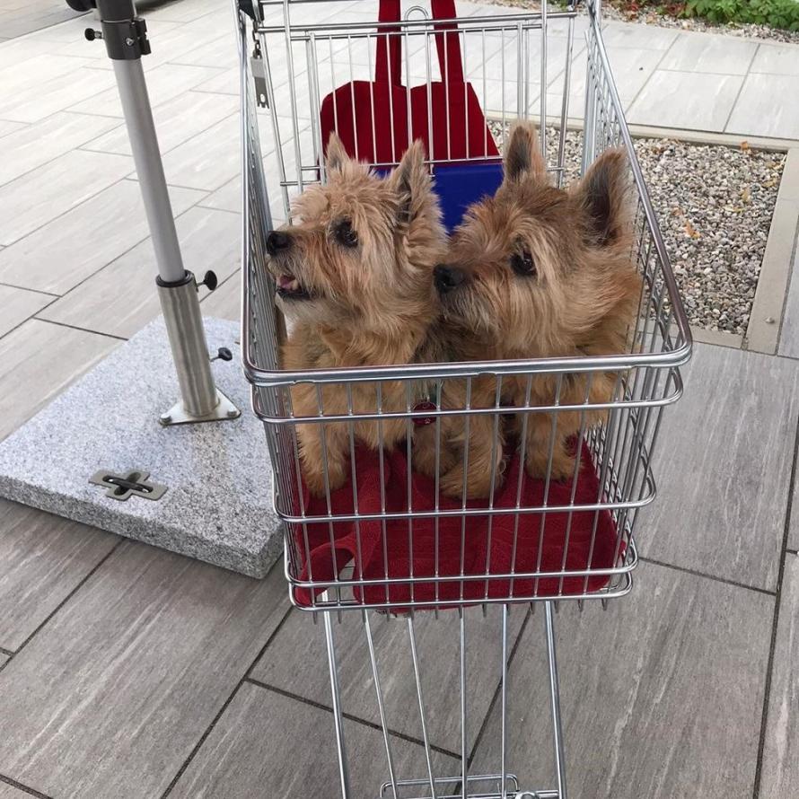 Shopping