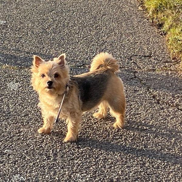 Heidi