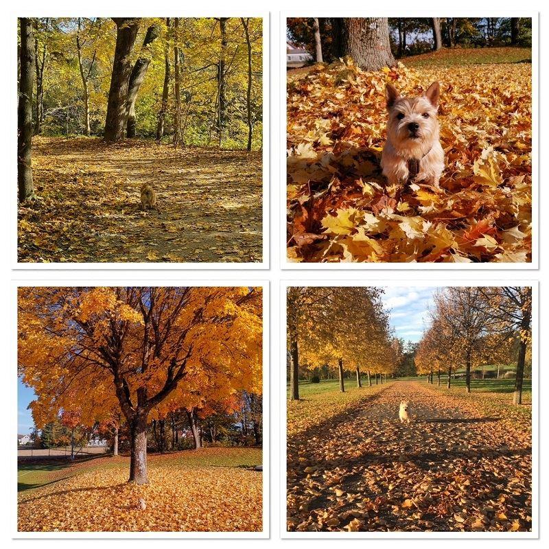 Herbstimpressionen