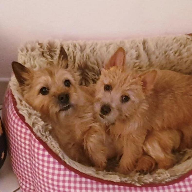 Norwich-Terrier-Spaziergang am 31. Juli 