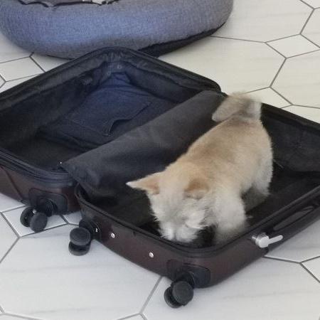 Auf zur Crufts!