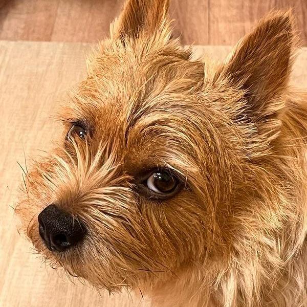 Krümel