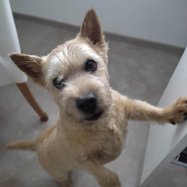 Krümel