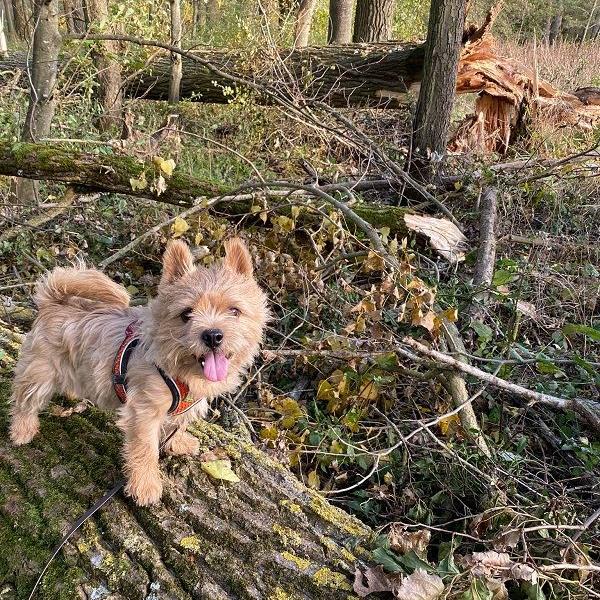 Rückehund Krümel