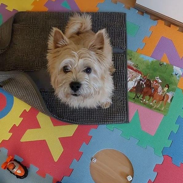 Paw Patrol