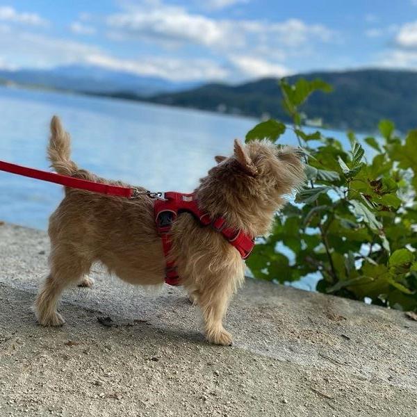 Ein Körbchen am Wörthersee