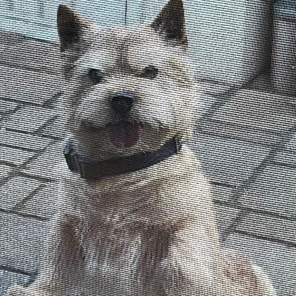 Luca