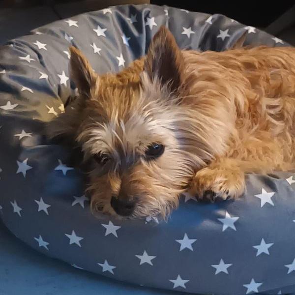 Lucy