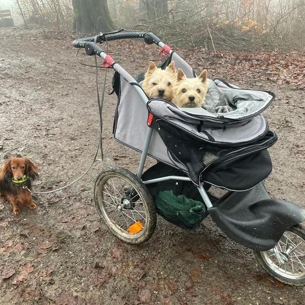 Milka, Emily und Dackelfreundin Kessy