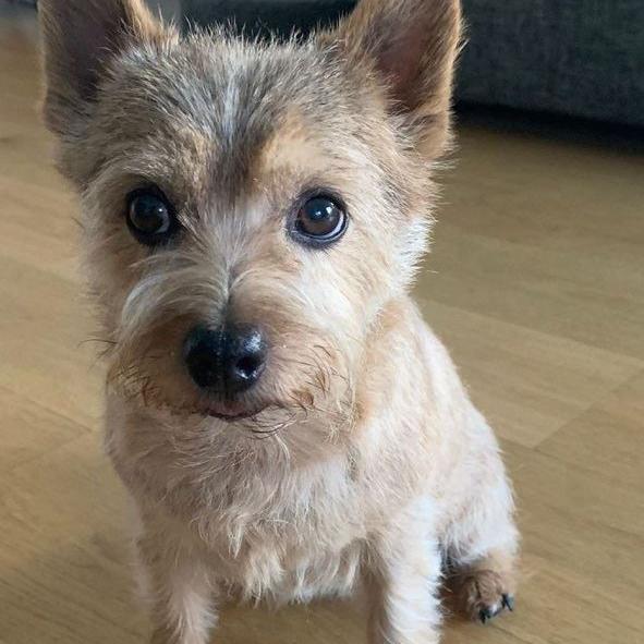 Nala