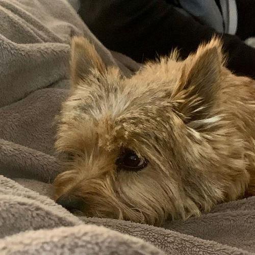 Nala