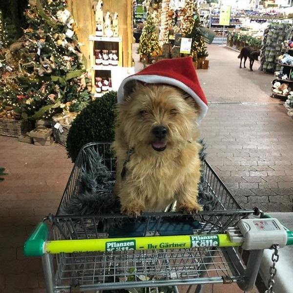 Einladung zur Norwich-Terrier-Wanderung am 6. Januar
