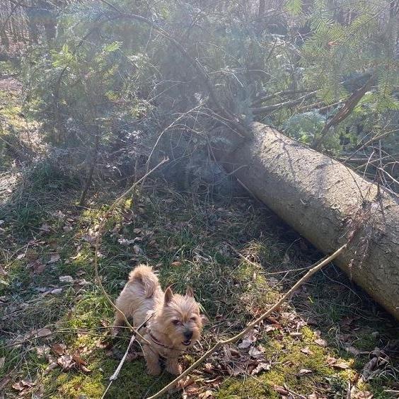 Rückehund Krümel