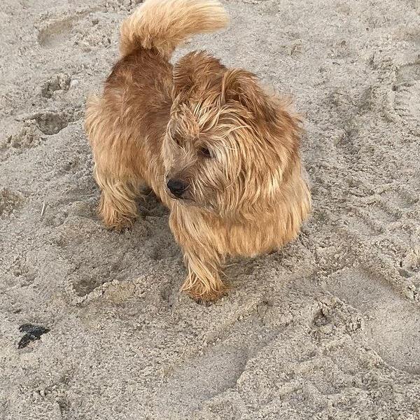 Rudy