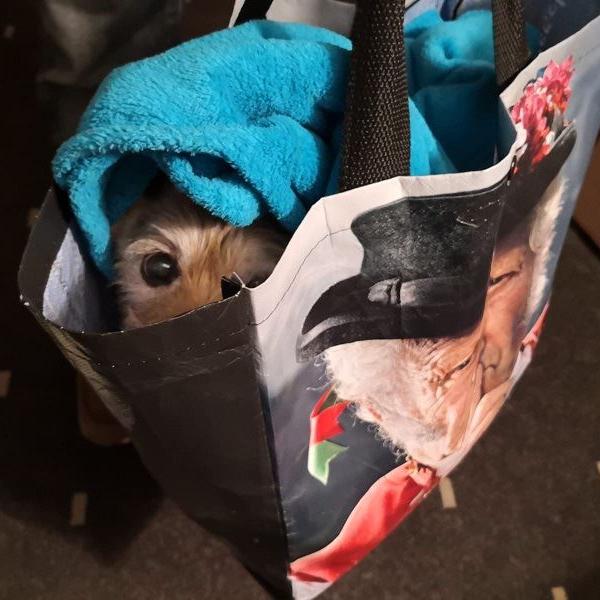 Schmuggelware Hund