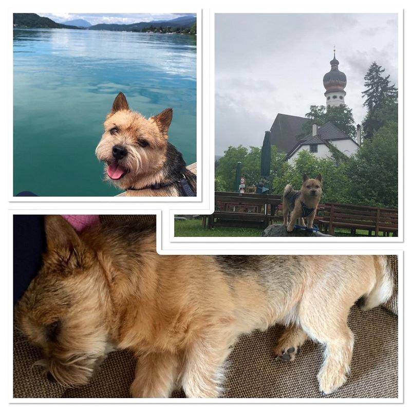 Ein Körbchen am Wörthersee