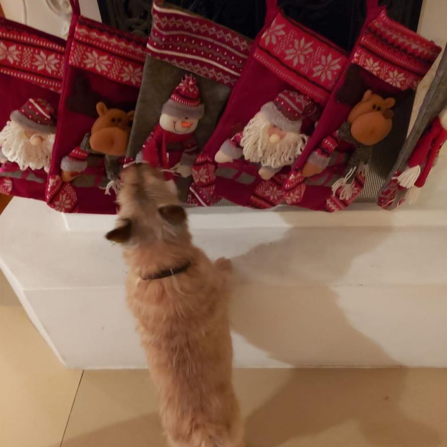 Socke