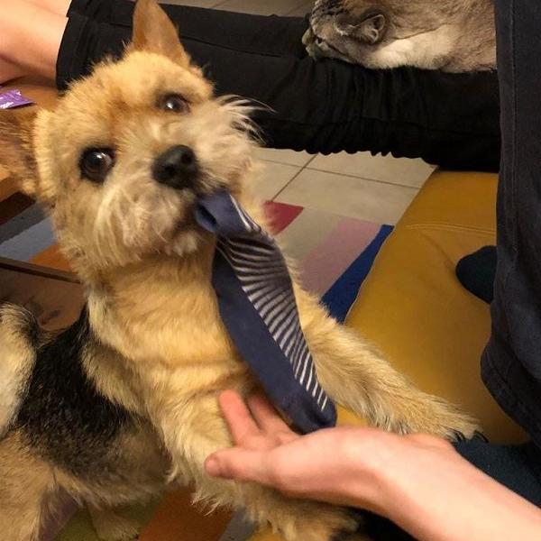Socke
