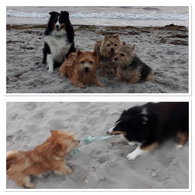 Strandpriaten