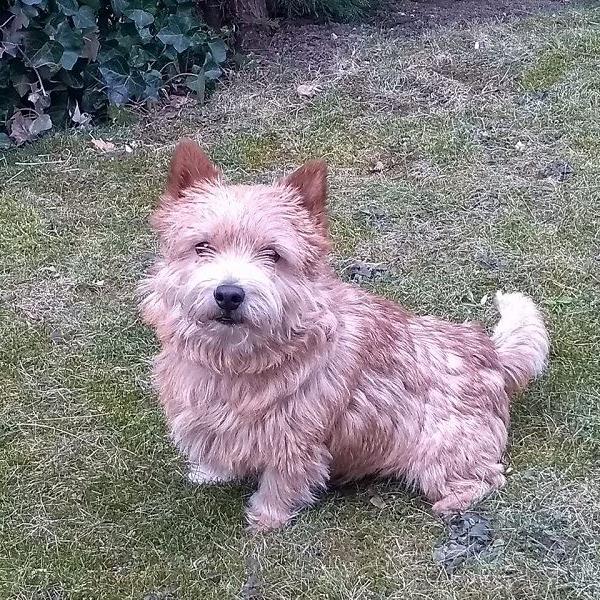 Twinky