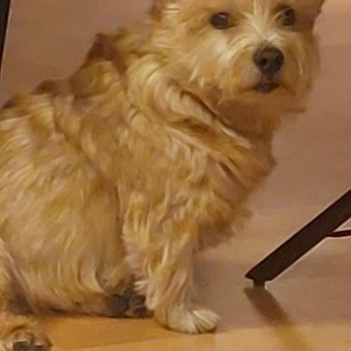 Twinky