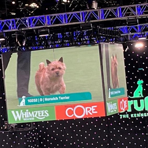 Crufts 2023