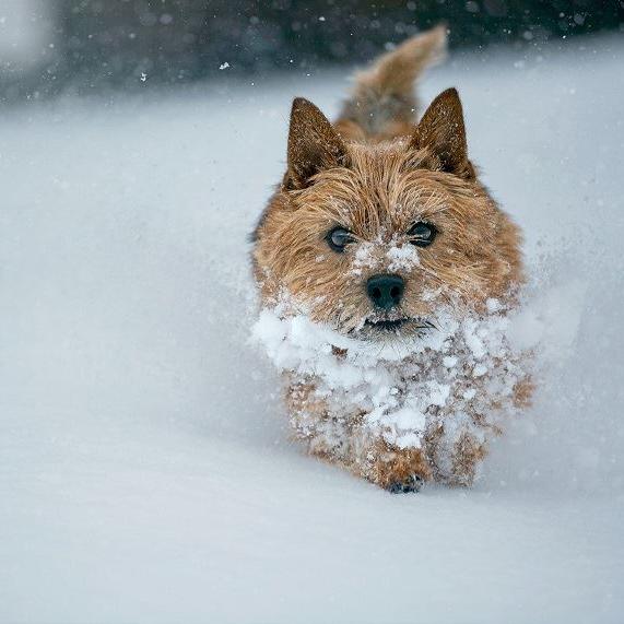 Ein kleiner Yeti