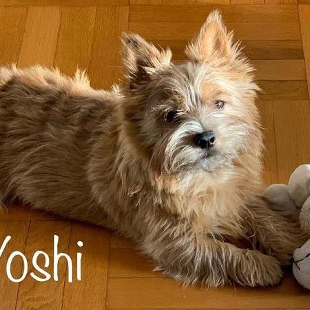 Yoshi