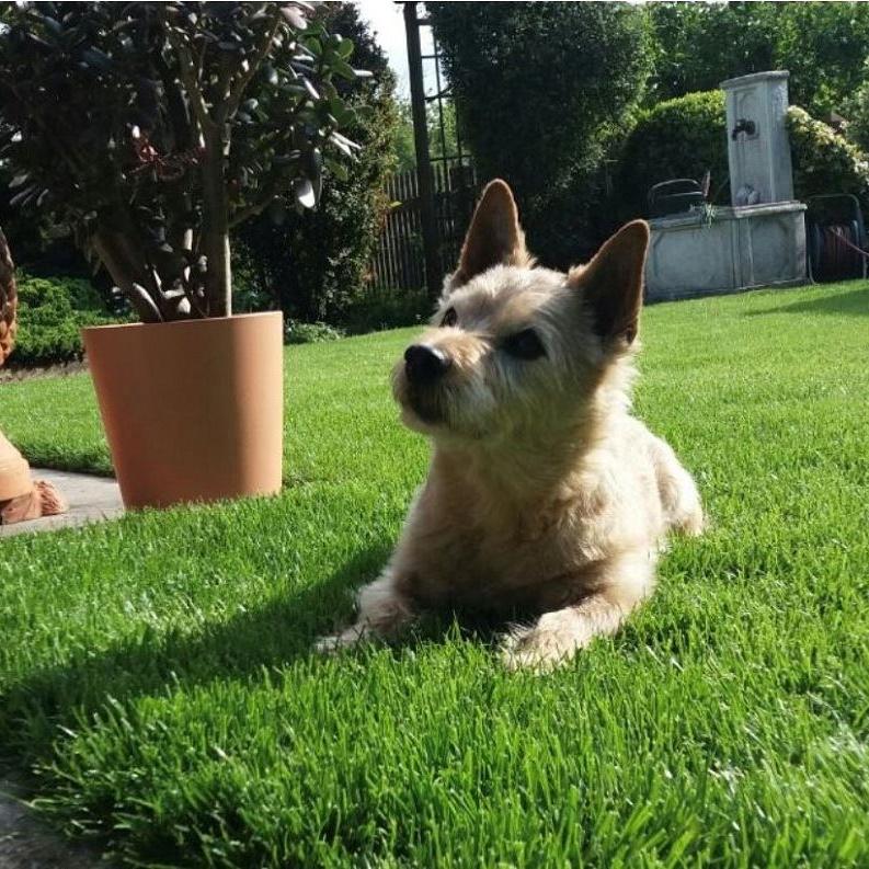 Zorro